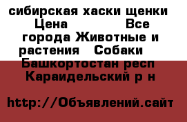 сибирская хаски щенки › Цена ­ 10 000 - Все города Животные и растения » Собаки   . Башкортостан респ.,Караидельский р-н